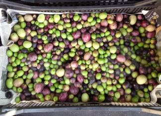 Il ricavato dell’Olio del vicinato per le aree alluvionate di Boncellino