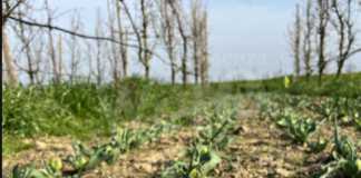 Fra i filari colpiti dal tornado arrivano i tulipani