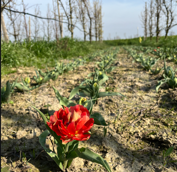 Schermata 2024-03-15 alle 09.47.41