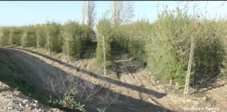 Agricoltura a quasi un anno dall’alluvione: “Necessario velocizzare le procedure per i rimborsi”