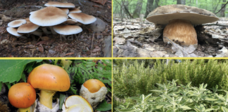 Parte a Lugo il Corso Base di Micologia e Botanica 2024