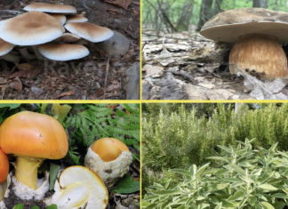 Parte a Lugo il Corso Base di Micologia e Botanica 2024