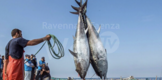 Pesca. Tonno rosso, Mammi scrive al ministro Lollobrigida: “Occorre redistribuire le quote del 2024”