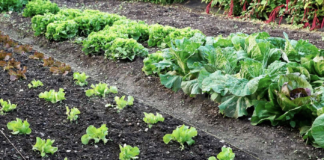 Ancora orti disponibili per nuove concessioni in via Chiavica Romea e Fornace Zarattini