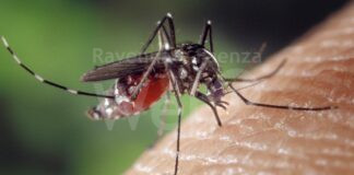 West Nile a Medicina. Schiano: “Facciamo ed esortiamo la prevenzione, ma rischio basso a Ravenna”