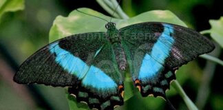 Apre Casa delle Farfalle con una nuova attrazione, novità 2024