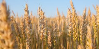 Coldiretti, Prezzi: “Speculazioni su grano turco e russo affondano 200mila agricoltori”