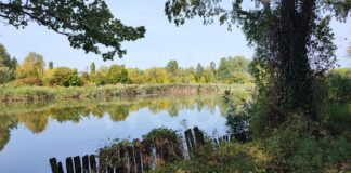 Una passeggiata sensoriale al parco del loto di Lugo per la Giornata internazionale delle foreste