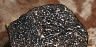 Torna la festa del tartufo primaverile a Casola Valsenio