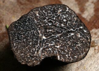 Torna la festa del tartufo primaverile a Casola Valsenio