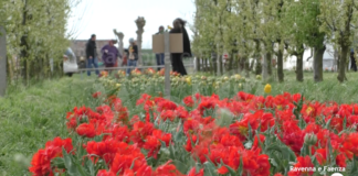 Tulipani dove si è abbattuta la tromba d’aria: in tanti per fotografarli e raccoglierli