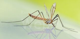 Unione Bassa Romagna: West Nile virus, si alza il livello di attenzione per proteggersi dalle zanzare