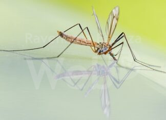 Massa Lombarda: consegna gratuita del prodotto anti zanzare