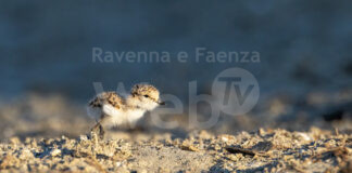 Prossima schiusa nido di fratino ai lidi nord a Ravenna