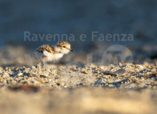 Prossima schiusa nido di fratino ai lidi nord a Ravenna