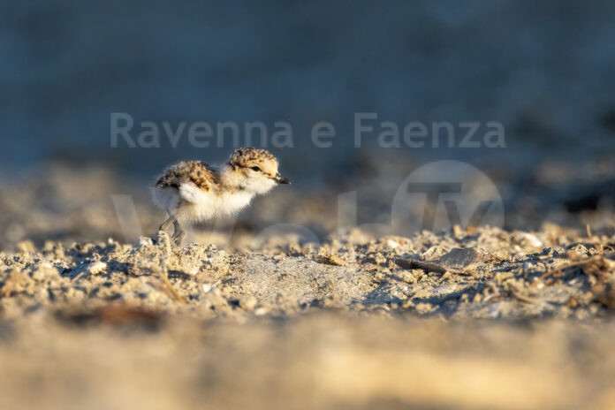 2023_06_25_fratini Cervia_phJose Rosa Silva&Rute1