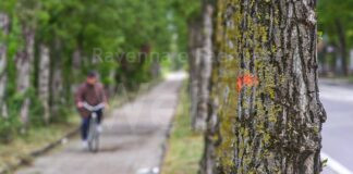 69 pioppi da abbattere in via Galilei. Spadoni: “Serva da lezione”