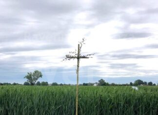 Nelle campagne russiane si rivive il fascino della tradizione