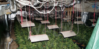 Nel casolare andato a fuoco si scopre una serra di marijuana