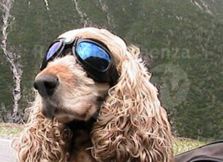 A Classe arriva “Cocker Spring Party 2024” per aiutare cocker in difficoltà