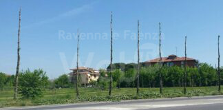 Italia Nostra: “Si fermi la strage di alberi per il Parco Marittimo e in viale Galilei”