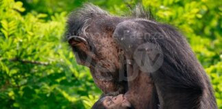 Fiocco azzurro al Safari Ravenna: si celebra la nascita di un cucciolo di scimpanzé