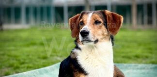 Open day al canile e all’infermeria felina di Bizzuno