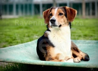 Open day al canile e all’infermeria felina di Bizzuno