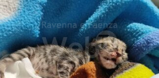 Gattino appena nato abbandonato nel cassonetto