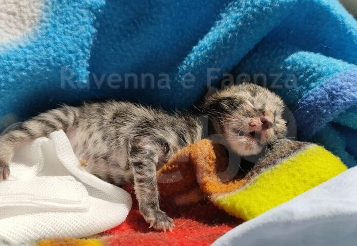 Gattino nel cassonetto (1)