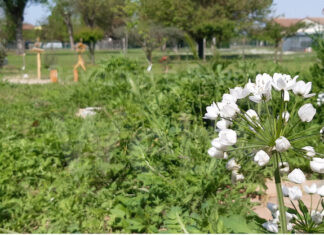 “Il giardino è di tutti”: il quartiere San Rocco progetta insieme il suo futuro verde