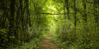 Ecco le iniziative in Bassa Romagna per la Green week