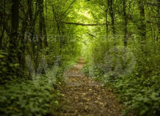 Ecco le iniziative in Bassa Romagna per la Green week