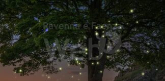 Profumo d’estate con la Lucciolata a Oriolo dei Fichi