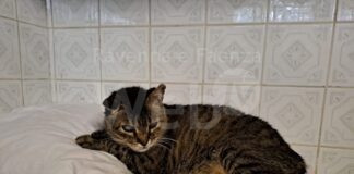 La storia di Omi: Il gatto cieco salvato dai volontari di Enpa ha trovato famiglia