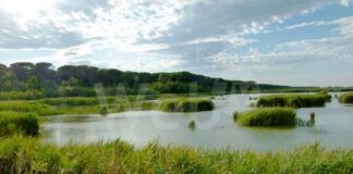 Ancisi (LpRa): “Errori inspiegabili rallentano il progetto di un Ortazzo Ortazzino libero da speculazioni invasive”