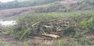 Enpa: “Perché vengono abbattuti alberi lungo il Montone nel periodo di nidificazione ?”