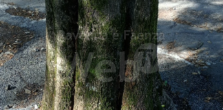 Legambiente denuncia: “Alberi soffocati dall’asfalto”