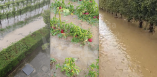 Forti grandinate, allagamenti e venti intensi: Il maltempo investe la provincia, danni ingenti nei campi e frutteti