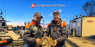 Recuperata tartaruga Caretta Caretta nel porto canale di Ravenna