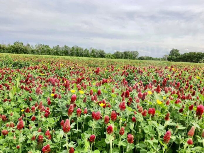 Trifoglio in fioritura