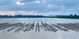 Grandinate e bombe d’acqua, danni ingenti alle produzioni agricole