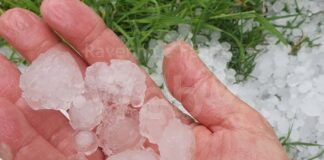 Maltempo: Coldiretti, la grandine ha danneggiato frutteti