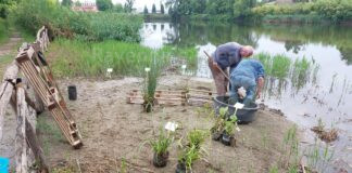 Lago del parco del Loto, ultimate le attività sperimentali per riportare il fiore nello specchio d’acqua