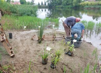 Lago del parco del Loto, ultimate le attività sperimentali per riportare il fiore nello specchio d’acqua