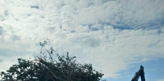 Faenza eco-logica: “Abbattimento alberi in via San Mamante”