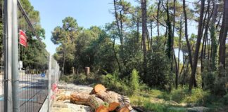 Italia Nostra: “Molti dubbi sulla regolarità degli abbattimenti alberi in corso a Marina Romea”