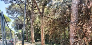 Italia Nostra: Abbattuti a Ravenna pini Riserva Naturale dello Stato in periodo nidificazione