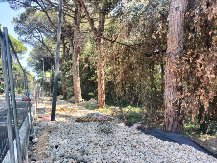 2024_06_28_pini da abbattere MRomea RA1_ph FSantarella