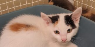 Enpa Lugo: Un weekend per dire basta al fenomeno dell’abbandono